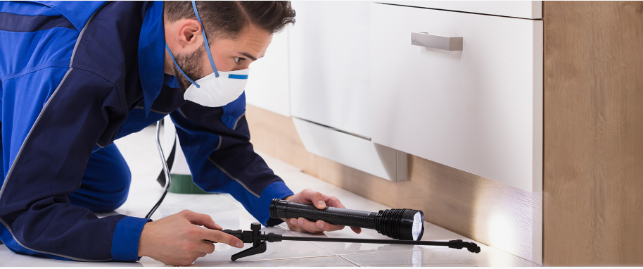Dayton pest xpert removal